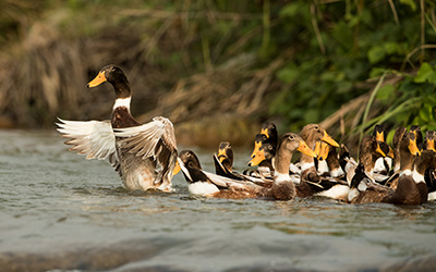 湖南農博會：3天賣100萬余元 臨武鴨風光依然，賣點多多
