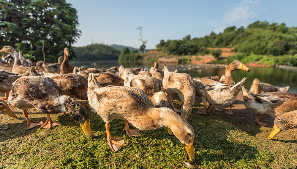 湖南臨武舜華鴨業 湖南臨武舜華鴨業