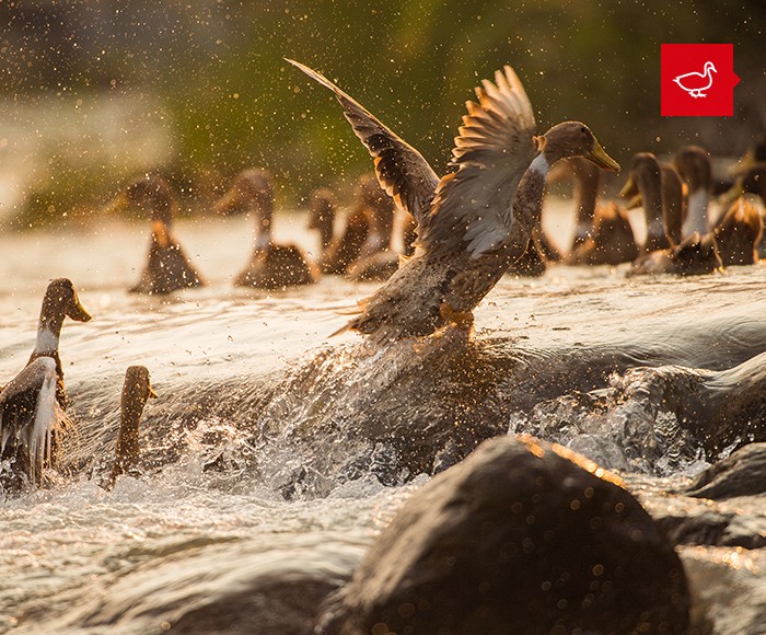 臨武鴨的傳說 臨武鴨的傳說