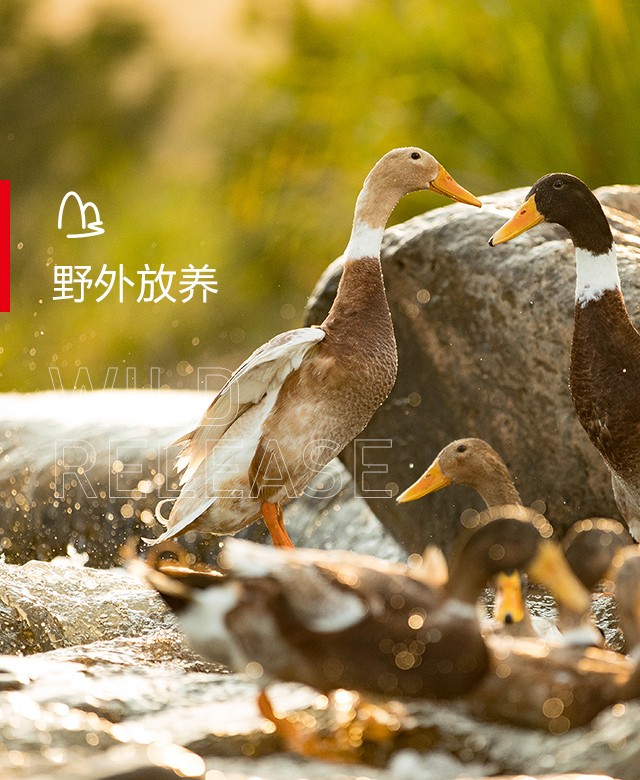 野外放養 野外放養