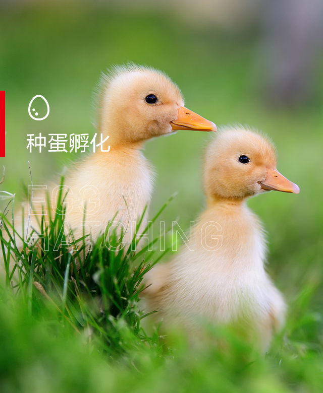 種蛋孵化 種蛋孵化